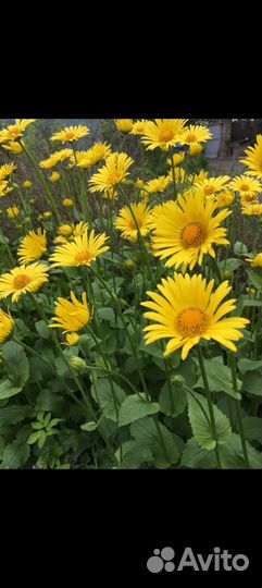 Многолетние садовые цветы