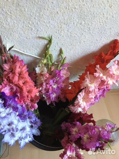 Гладиолусы детки