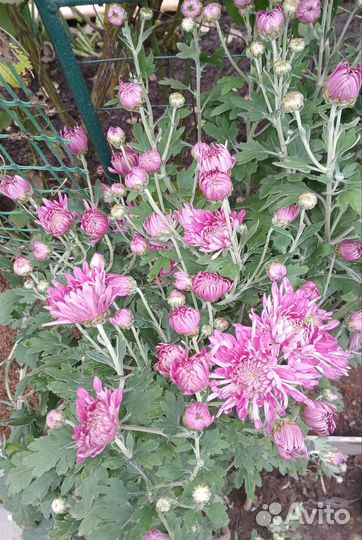 Хризантема корейская, мультифлора