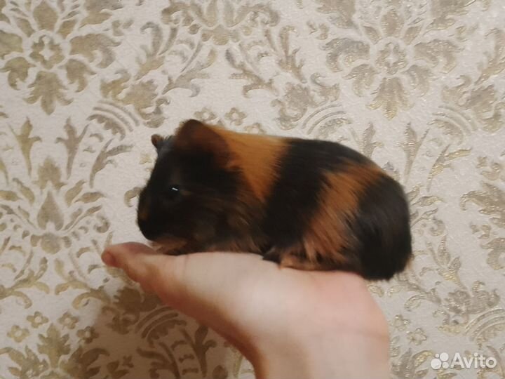 Морская свинка