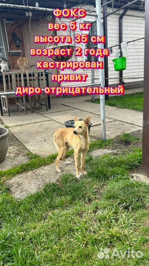 Собака в добрые руки отдам бесплатно