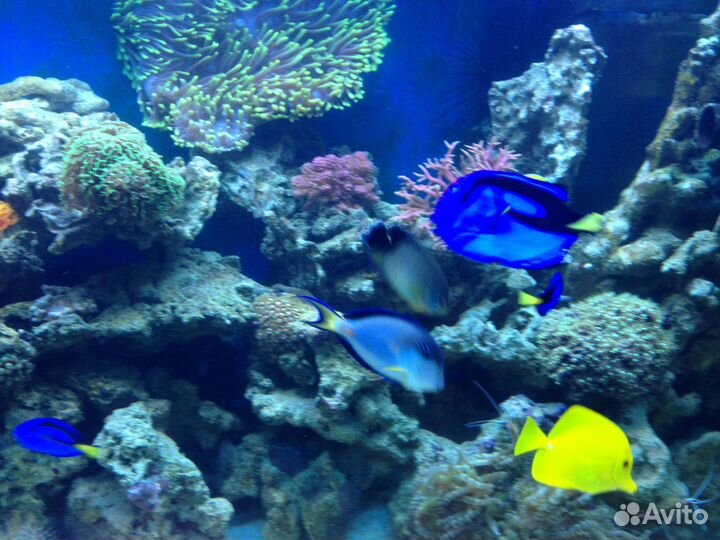 500 литров Моря в офис