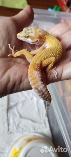 Эублефар самка, малыши