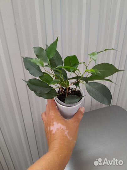 Фикус барокк, даниэль, кинки, твилайт, мокламе