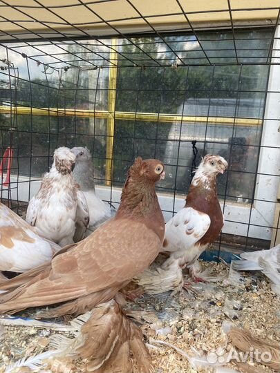 Голубь узбеки