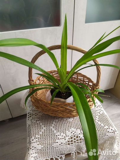 Хлорофитум