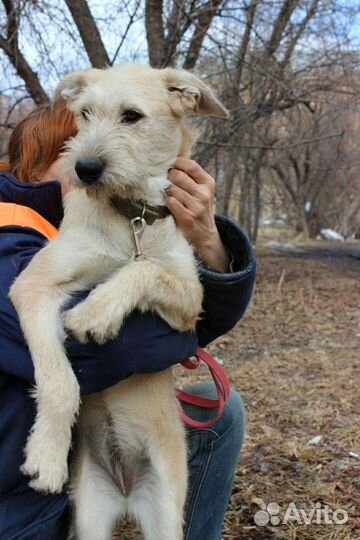 Лиза