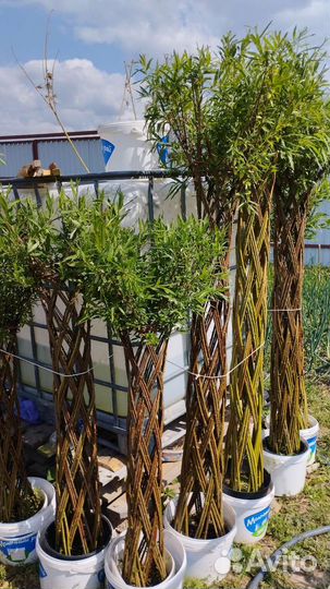 Плетеные деревья из ивы