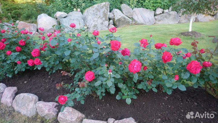 Кусты роз
