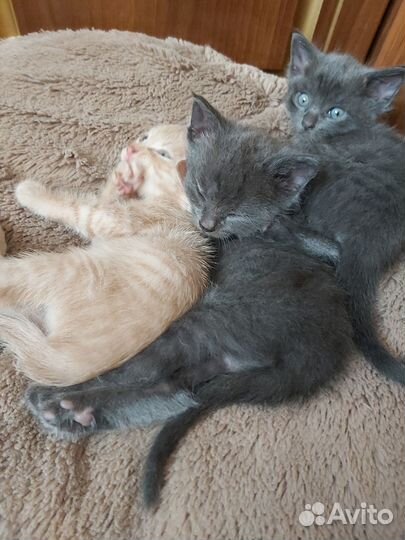 Котята в добрые руки