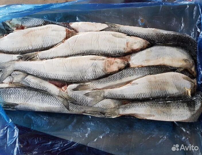 Сельдь свежемороженая 380+гр