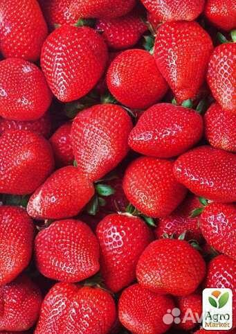 Клубника свежая байкальская