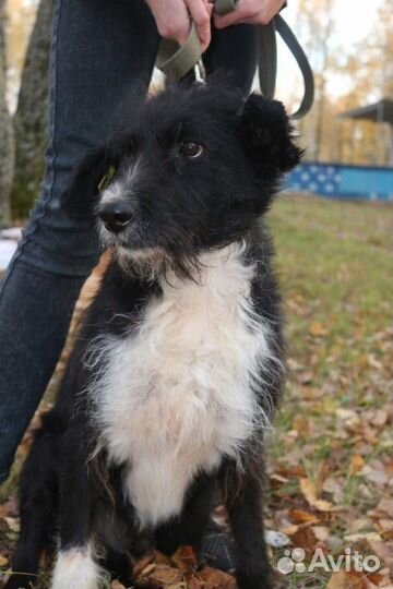 Собака кобель