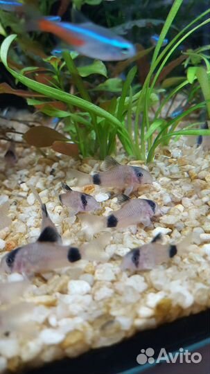 Аквариумные рыбки