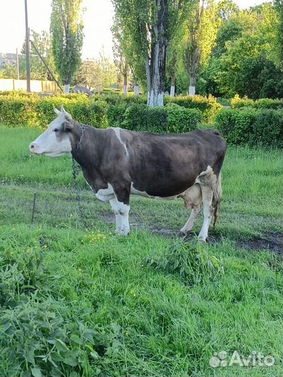 Корова и телка