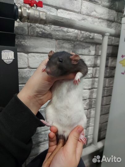 Крысы Дамбо девочки