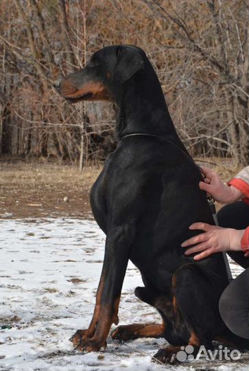 Щенки добермана