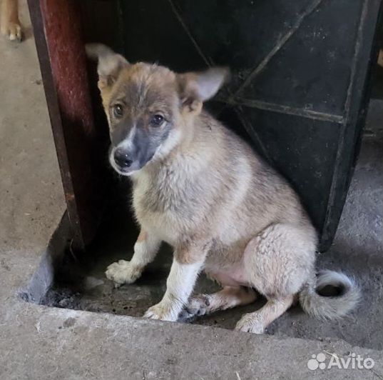 Щенок в добрые руки