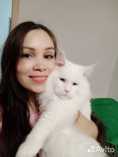 Передержка для кошек (зооняня)