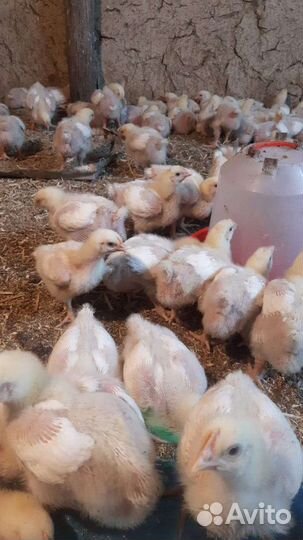 Цыплята бройлера