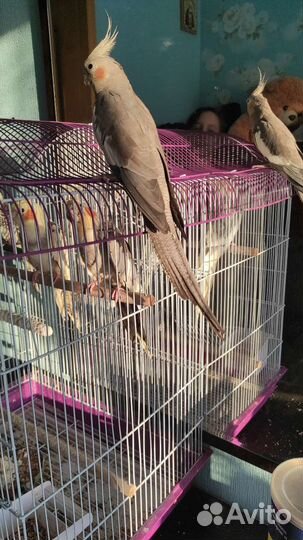 Пара корелл с клеткой