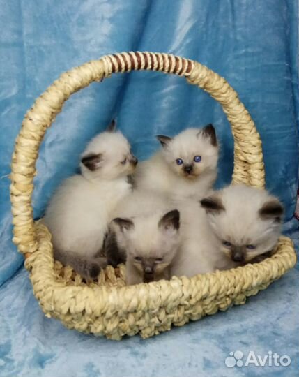 Котята Невская маскарадная