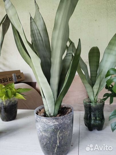 Сансевиерия муншайн. Закончились. Будут к весне