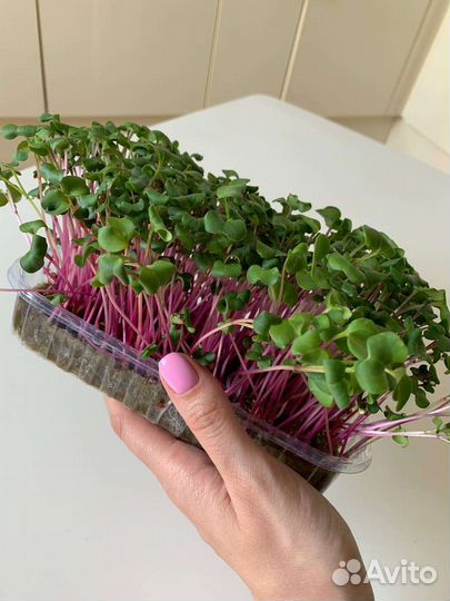 Микрозелень