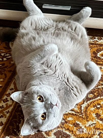 Шотландский кот