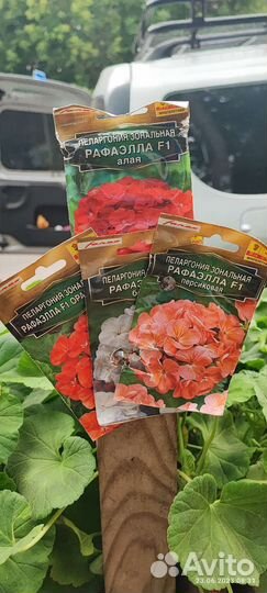 Пелоргония. Герань