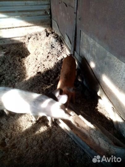 Кабанчик на племя дюрок