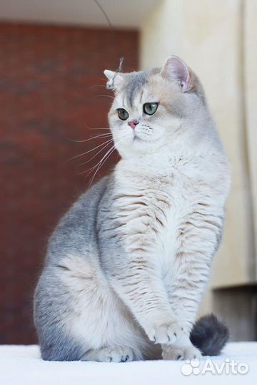 Британский голубой золотой котик