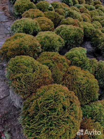 Шаровидная туя из питомника