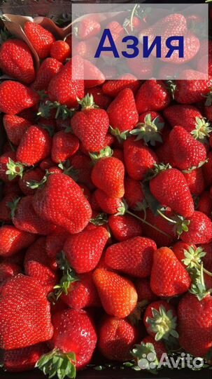 Ягода свежая оптом и розница