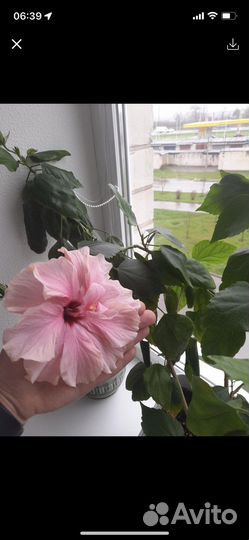 Гибискус розовый махровый