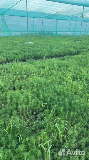 Саженцы ели зкс от производителя