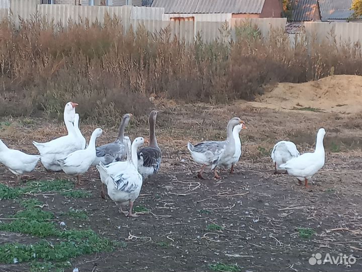 Холмогорские гуси