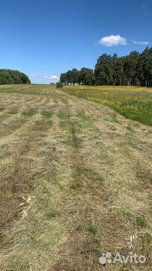 Сено в тюках 2024 год