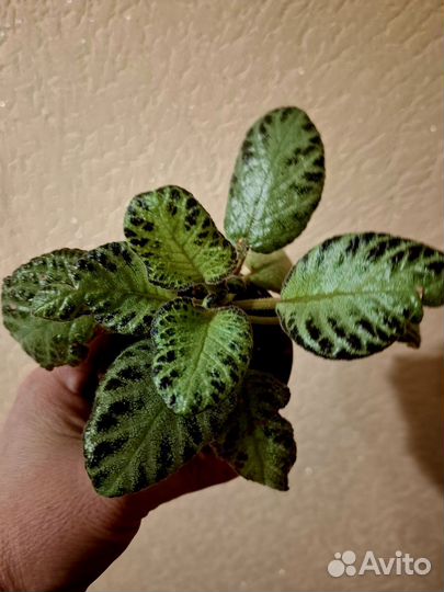 Комнатные цветы