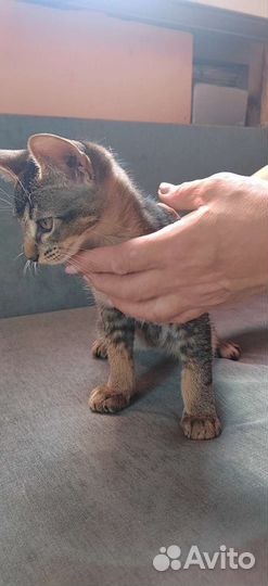 Абиссинская кошка
