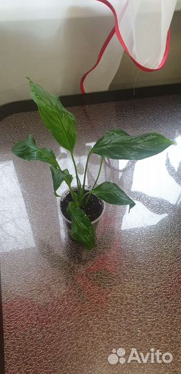 Спатифиллум