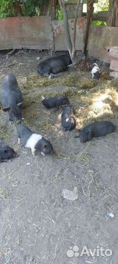 Вьетнамские вислобрюхие поросята