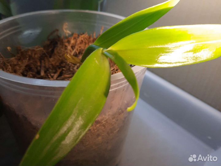 Орхидея дендробиум