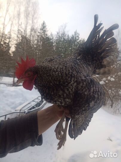 Птица домашняя
