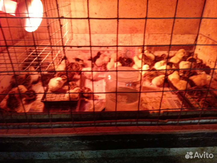 Перепела продажа