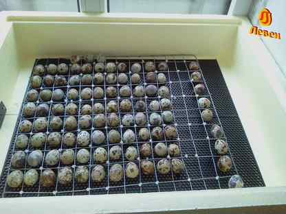 Инкубационное яйцо перепелов, Высоцк