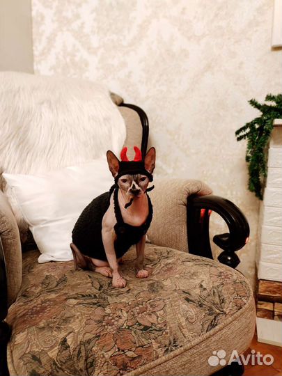 Одежда для сфинкса/ одежда для котов