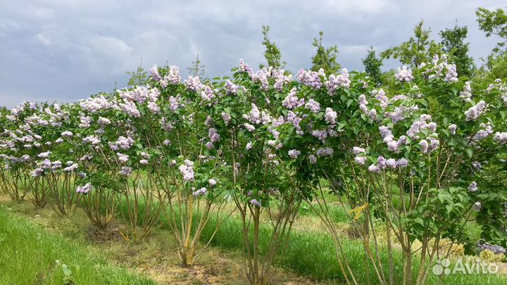 Саженцы Клен, Береза, Рябина, Липа, и.т.д