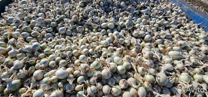 Лук стардаст