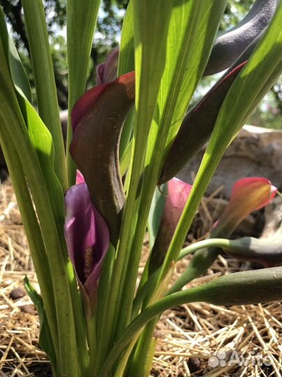 Калла сортовая